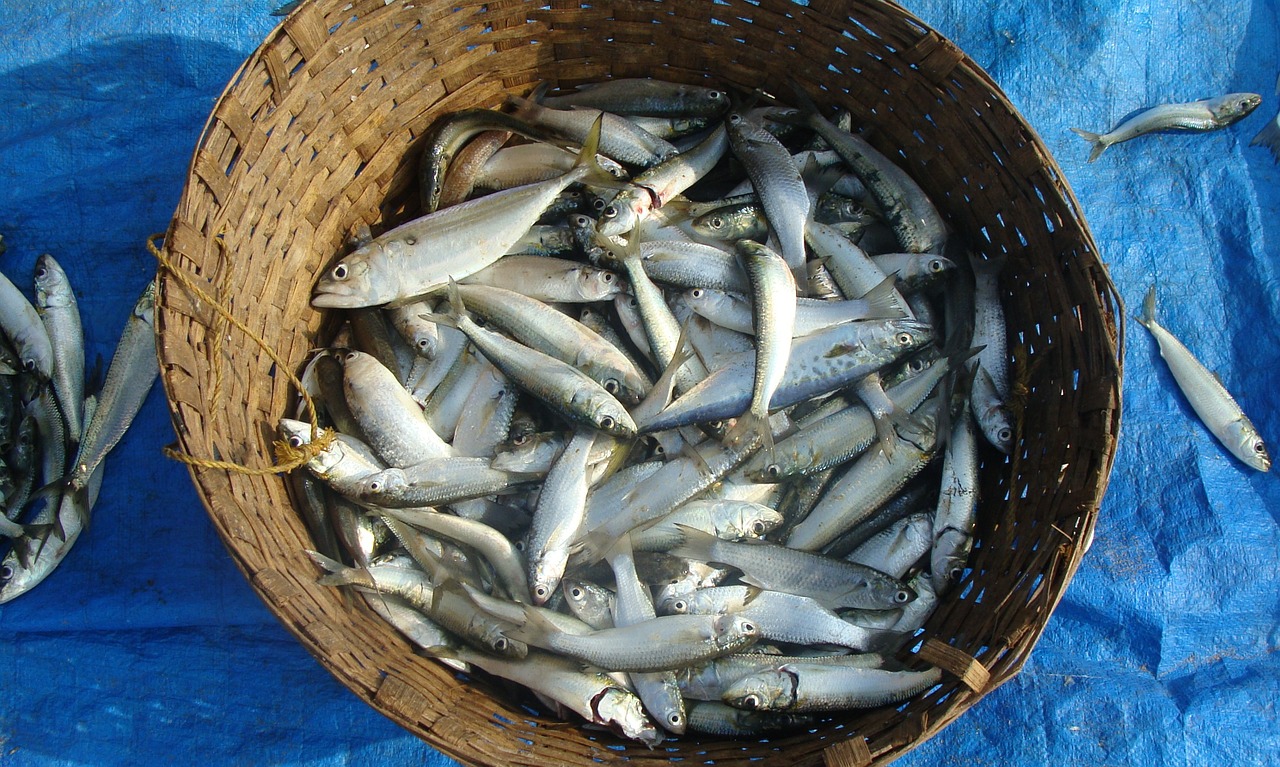 Możliwość eksportu oleju rybnego do Serbii