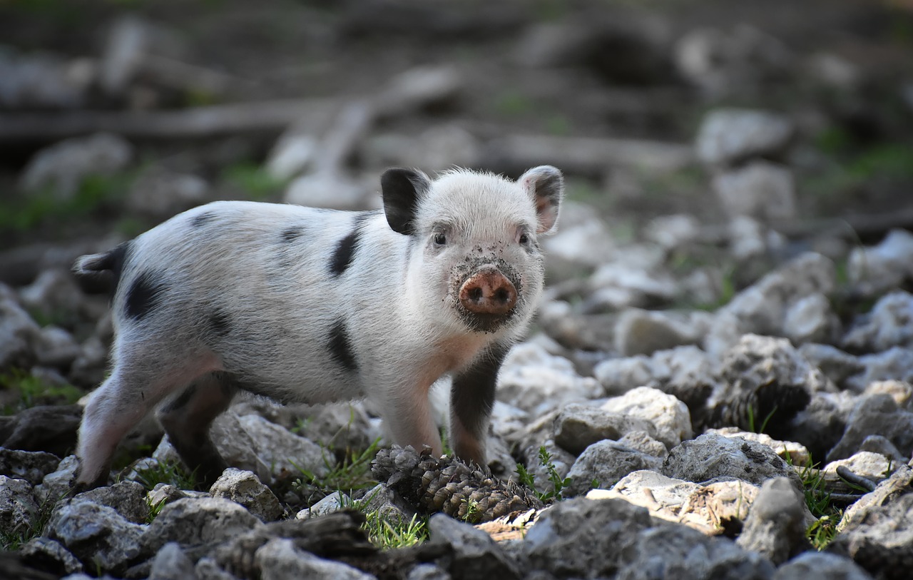 Komunikat Głównego Lekarza Weterynarii dotycząc