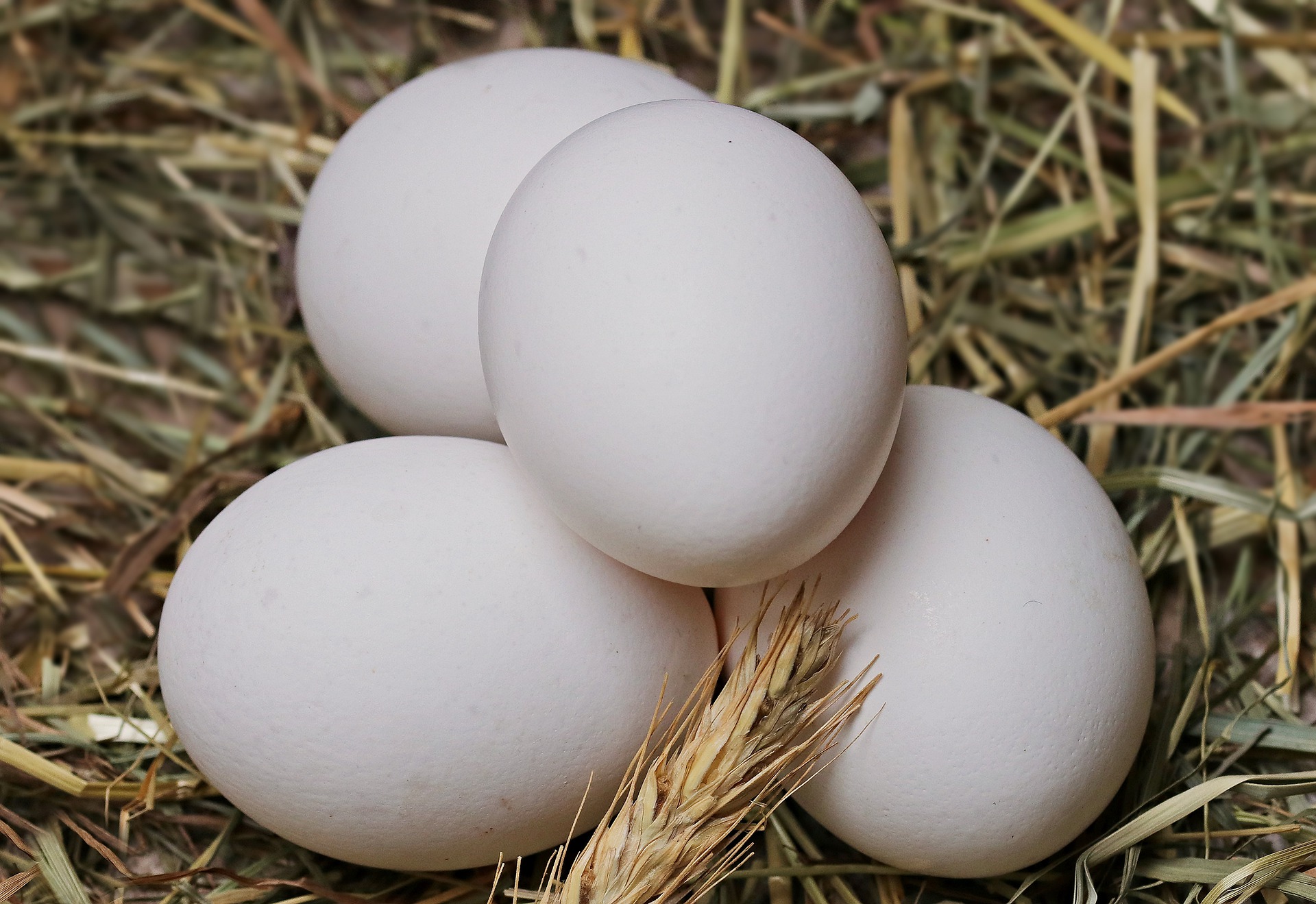 Uzgodnienie wzoru świadectwa dla produktów jajec