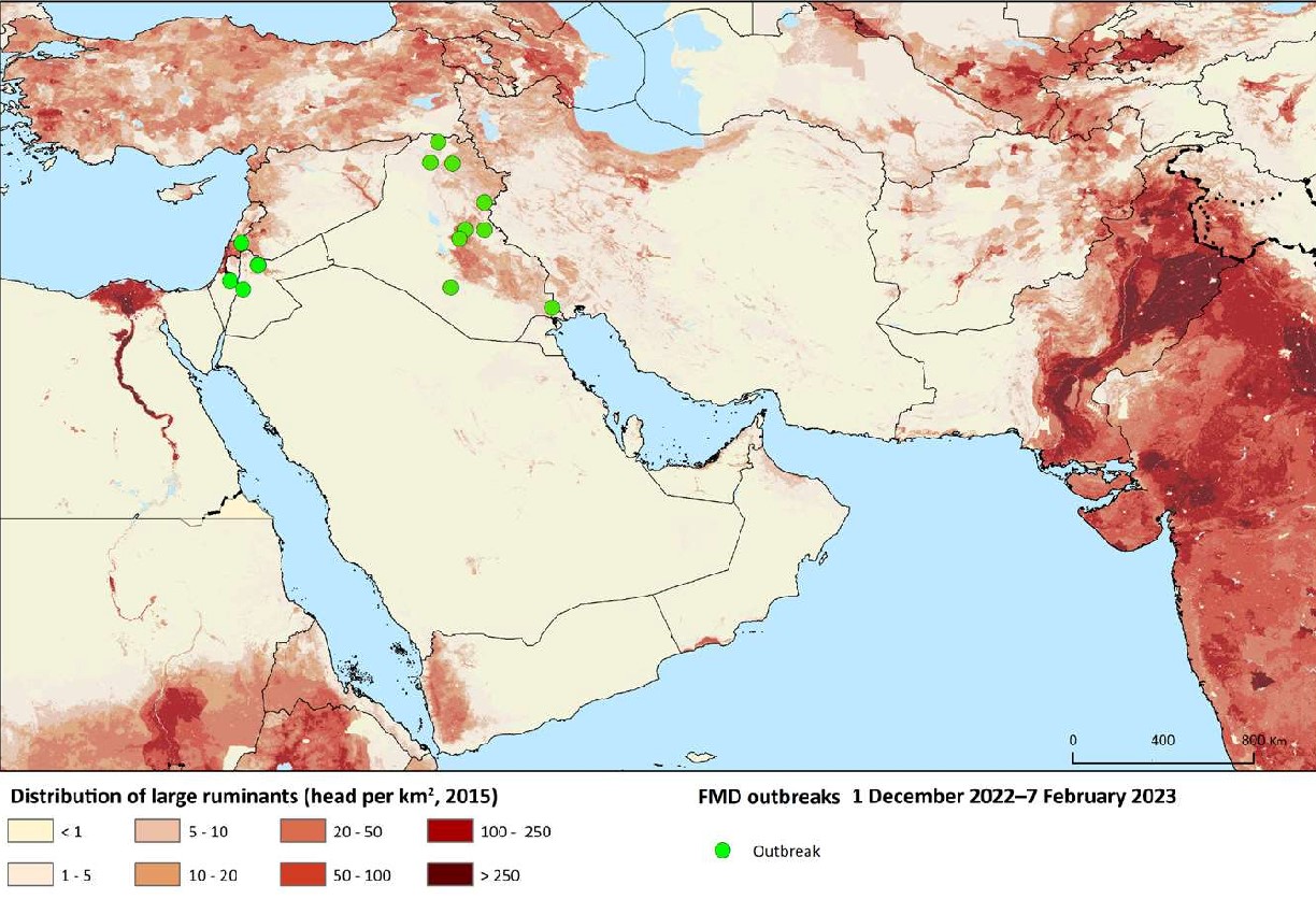 Ogniska pryszczycy odnotowane na Bliskim Wschodzie i w Zachodniej Eurazji