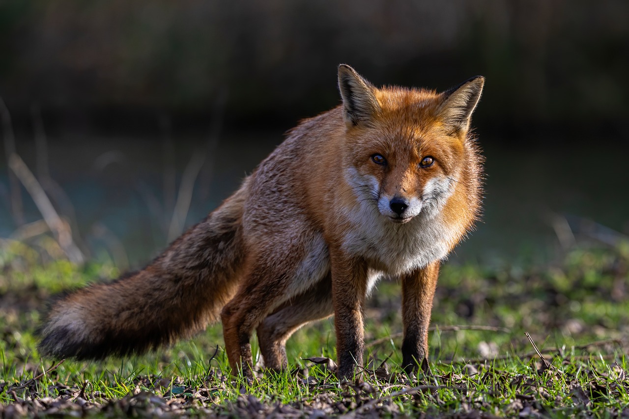 Komunikat Głównego Lekarza Weterynarii dotycząc