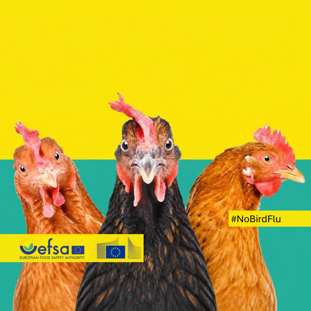 Zapobieganie grypie ptaków - kampania EFSA #No bi