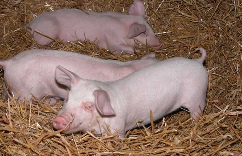 Rozmowy polsko-litewskie o handlu świniami