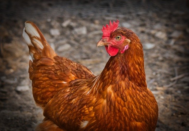 Komunikat Głównego Lekarza Weterynarii z dnia 4 