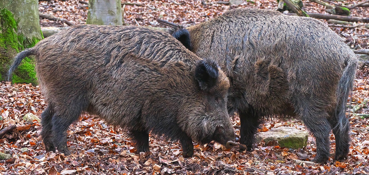 Opinia Komisji Europejskiej o odstrzale dzików w 