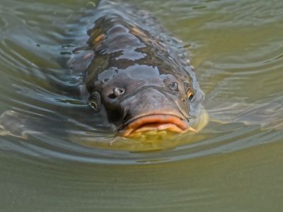Zalecenia GLW w postępowaniu z żywymi rybami prz