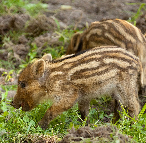 Komunikat Głównego Lekarza Weterynarii dotycząc