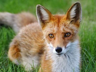 28 września - Światowy Dzień Walki z Wściekliz