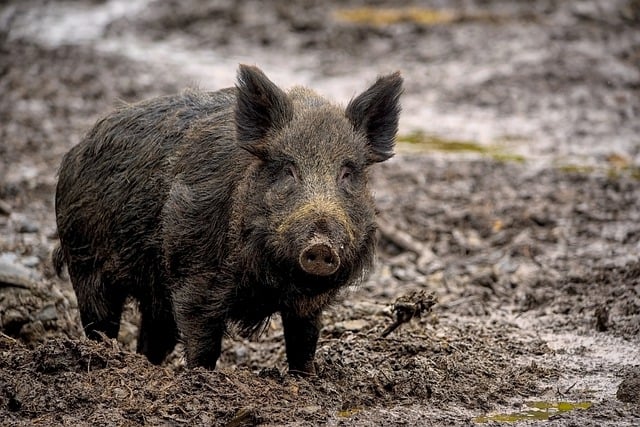 Komunikat Głównego Lekarza Weterynarii dotycząc