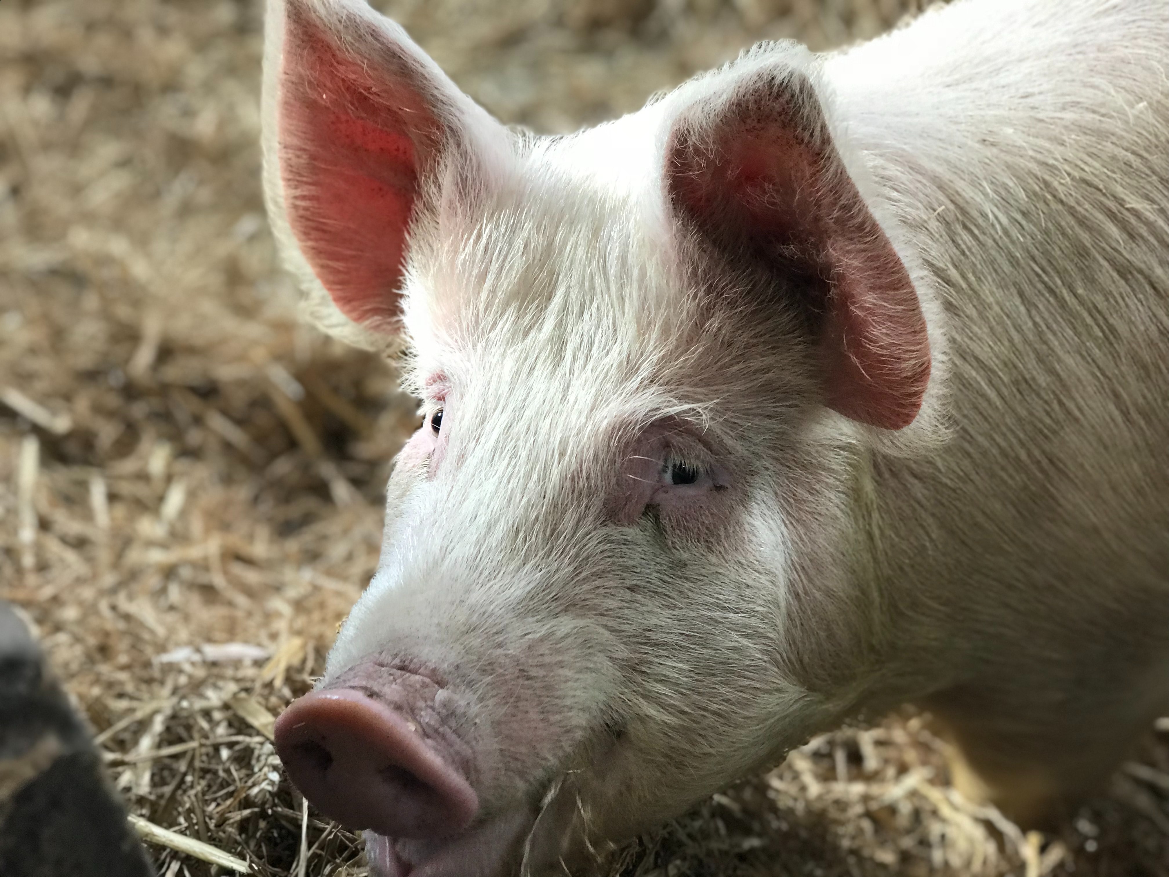 Komunikat Głównego Lekarza Weterynarii dotycząc